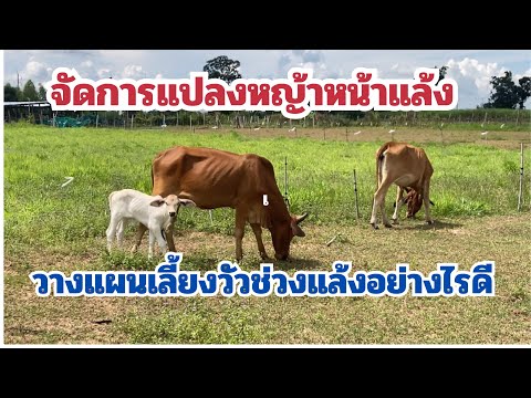 นายรักษ์เกษตร วางแผนเลี้ยงวัวช่วงแล้งจัดการแปลงหญ้าให้ดีไม่มีปัญหาขาดแคลนห นายรักษ์เกษตร วางแผนเลี้ยงวัวช่วงแล้งจัดการแปลงหญ้าให้ดีไม่มีปัญหาขาดแคลนห