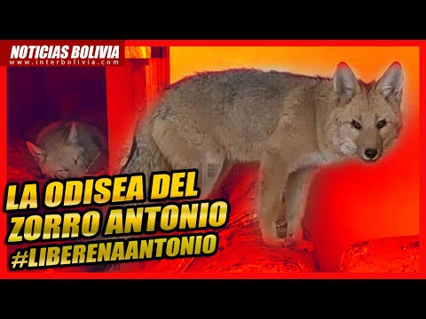 ? El zorro Antonio y el dilema de alejarlo de su familia humana en Bolivia ?