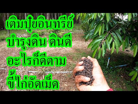 ใส่ปุ๋ยอินทรีย์ให้ทุเรียน-กันค ใส่ปุ๋ยอินทรีย์ให้ทุเรียน-กันค