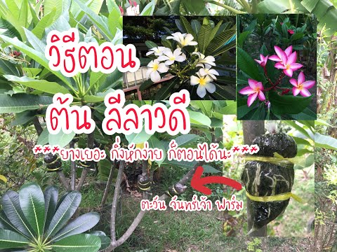 วิธีตอน-ต้นลีลาวดี วิธีตอน-ต้นลีลาวดี