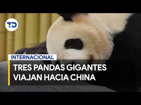 Tres pandas gigantes salen de Washington para viajar a China