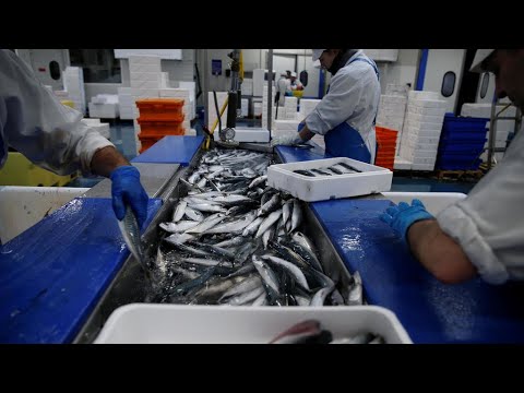 Brexit : les Français interdits de pêche dans les eaux de Guernesey