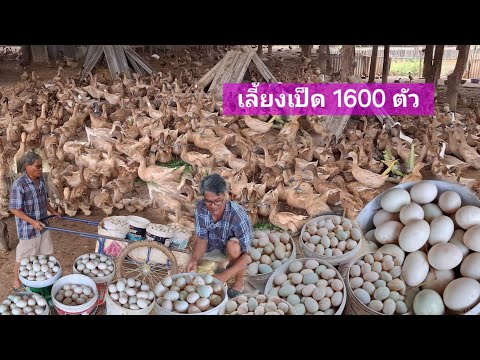 ไข่เป็ดขายดี🦆เก็บวันละ1000กว่า