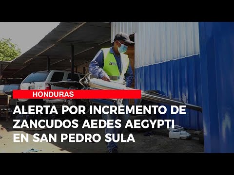 Alerta por incremento de zancudos aedes aegypti en San Pedro Sula