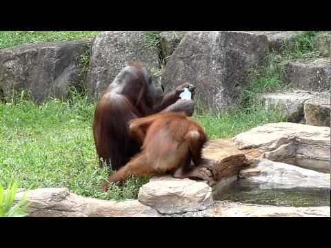 Video: Net orangutangas žino - Kad veidą reikia prausti, o ne špakliuoti