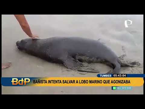 Tumbes: bañista intenta salvar a lobo marino que agonizaba