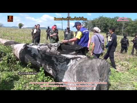 ลำปาง​ตัดประดู่ลายเสืออายุกว่