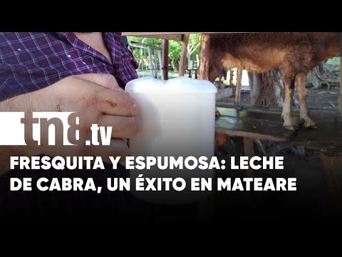 ¿Te gusta la leche de cabra? Desde Mateare la preparan en distintas formas - Nicaragua