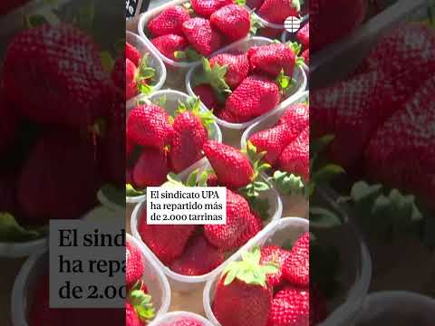 Fresas #gratis en la Puerta del Sol para potenciar su consumo por la alerta sanitaria de #marruecos