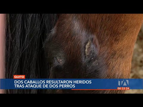 2 caballos fueron atacados por 2 perros pitbull en el Parque Metropolitano en Quito