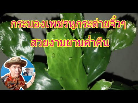 ชมไม้ยามราตรีกับน้าเล็ก:-กระบอ ชมไม้ยามราตรีกับน้าเล็ก:-กระบอ