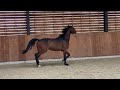 Eventing horse Contendro I x Ricardo Z (eigen fok)