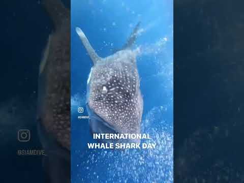 30Aug:INTERNATIONALWHALESH