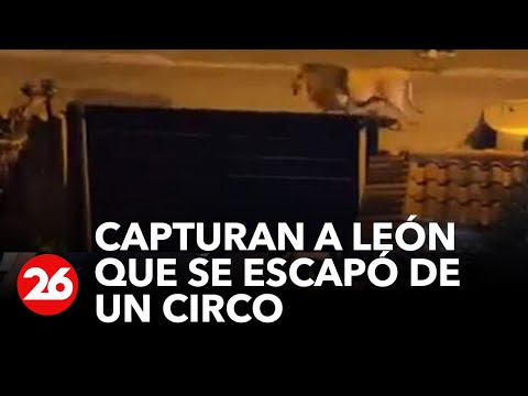 Italia | Capturan a león que se escapó de un circo