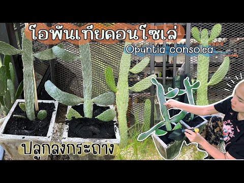 โอพันเทียคอนโซเล่กระบองเพชรฟอ