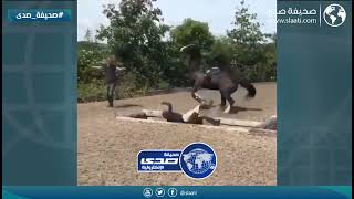 خيل يرمي بفتاة
