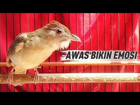 KAPAS TEMBAK GACOR BESET''  MEMANGGIL LAWAN ‼️ RANGSANG BUNYI