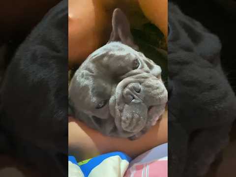 เมื่อไหร่พ่อจะโตfrenchbulldog