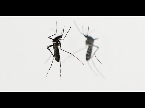 Arrivée massive des moustiques-tigres en France : comment s'en protéger ?