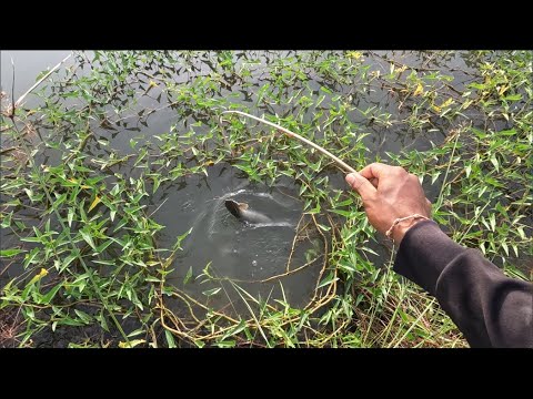 ปักเบ็ดปลาช่อนในสวนปาล์ม-วิถ