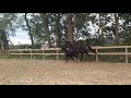 Дрессировка лошади Zwarte jaarling hengst Fontaine TN x Jazz x Havidoff