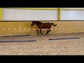 Show jumping horse 2 jarige hengst v. Lambada Shake AG, m. elite preferent