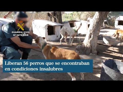 Investigan al dueño de una rehala de 56 perros que vivían en condiciones insalubres