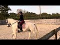 花样骑术马匹 Lieve fokmerrie/allroundpaard/dressuurpaard