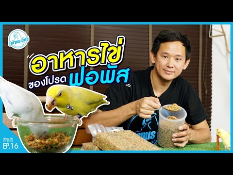 อาหารไข่...ที่ให้นกฟอพัสกิน|