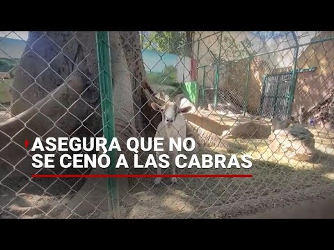 No me comí a las CABRAS, afirma exdirector del Zoológico de Chilpancingo