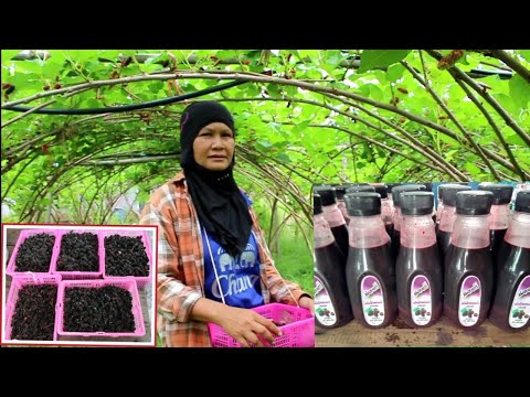ทำเกษตรอินทรีย์-ปลูกมัลเบอร์รี ทำเกษตรอินทรีย์-ปลูกมัลเบอร์รี
