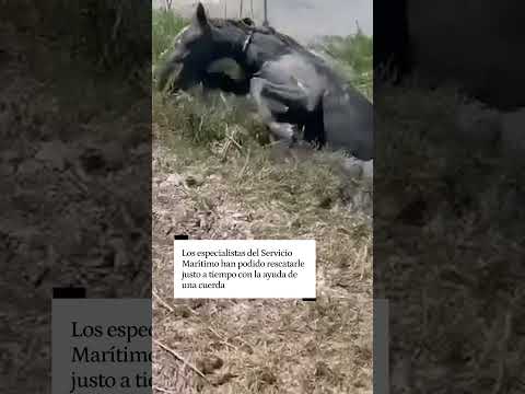 El increíble rescate de la Guardia Civil de Cádiz a un caballo que se queda atrapado en el lodo