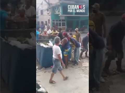 Las dolorosas imágenes de grupo de cubanos buscan desesperados desechos de alimentos en un basurero