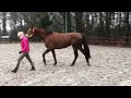 Дрессировка лошади 3 jarige dressuurmerrie met top afstamming