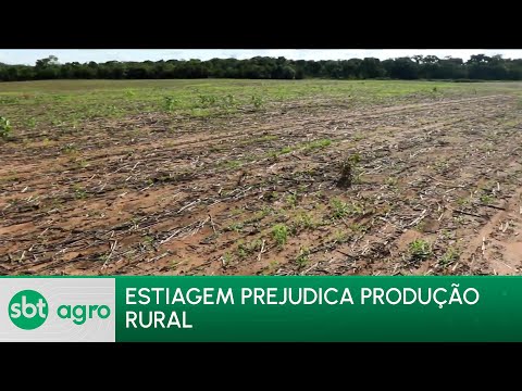 SBT Agro 15/01/24: Agricultores e pecuaristas enfrentam desafios devido à estiagem prolongada