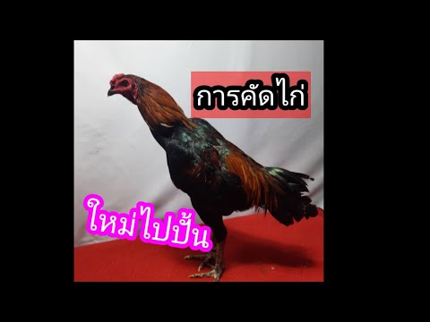 การคัดไก่หนุ่ม