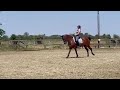 Dressuurpaard Mega lieve knappe en fijn te rijden lichte tour paard
