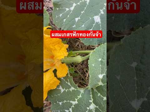 ผสมเกสรฟักทองกันจ้าgardennat