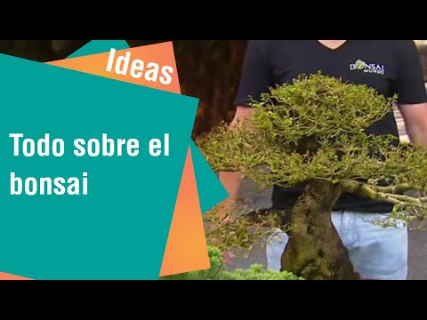 Todo sobre el bonsai y sus usos terapéuticos