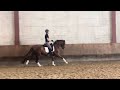 Dressage horse Dressuur talent te koop