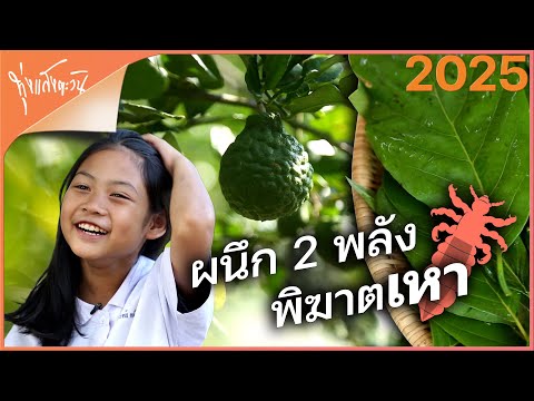 พิฆาตเหาด้วย2สูตรธรรมชาติ|