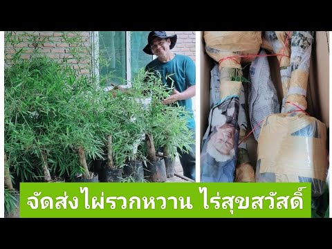 แพ็คจัดส่งไผ่รวกหวานไป8จังหวัด