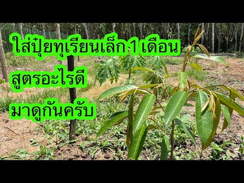 ใส่ปุ๋ยทุเรียน-1-เดือนหลังแทงย ใส่ปุ๋ยทุเรียน-1-เดือนหลังแทงย