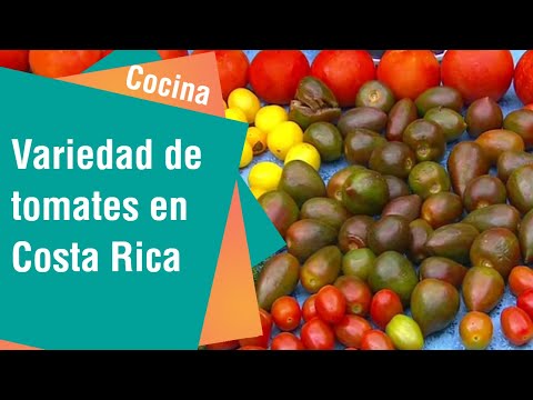 Variedad de tomates en Costa Rica | Cocina