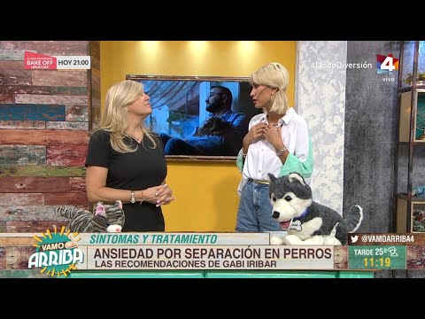 Vamo Arriba - Ansiedad por separación en perros: Las recomendaciones de Gabi Iribar