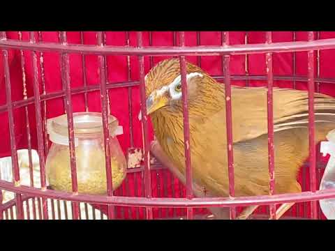 Những tật lỗi thường gặp ở chim Họa Mi – Chim Cảnh Việt