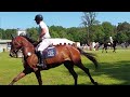 Show jumping horse Tequira van de Beerseheie