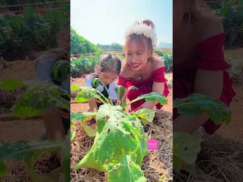 ผักปลอดสารพิษสวนเมเปิ้ลกาญจน