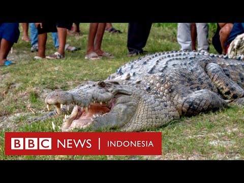 ☀️ Warga Sulawesi tangkap buaya empat meter dengan tangan kosong - BBC News Indonesia