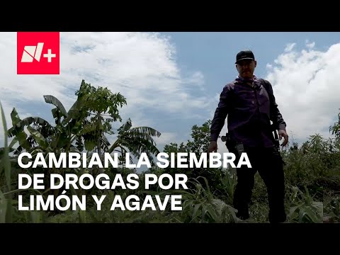 Agricultores del Triángulo Dorado dejan el cultivo de marihuana para cosechar limones y agave